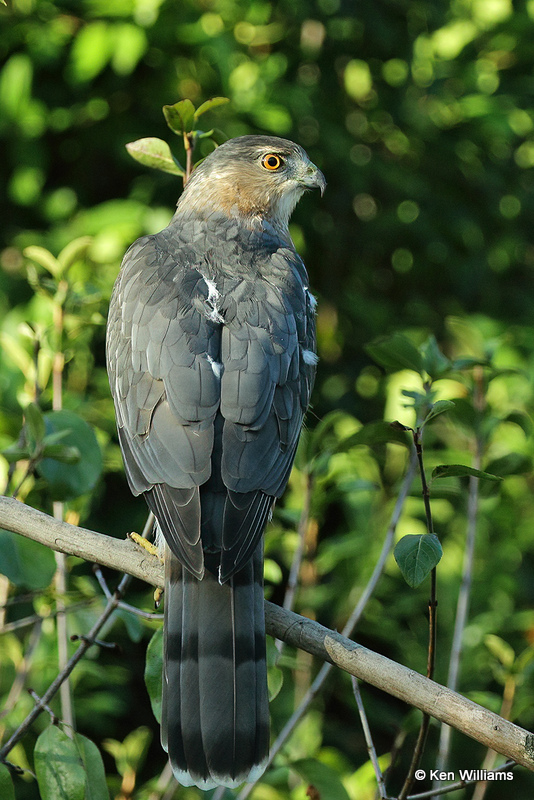 Cooper's Hawk, Rogers Co yard, OK, 006946a.jpg