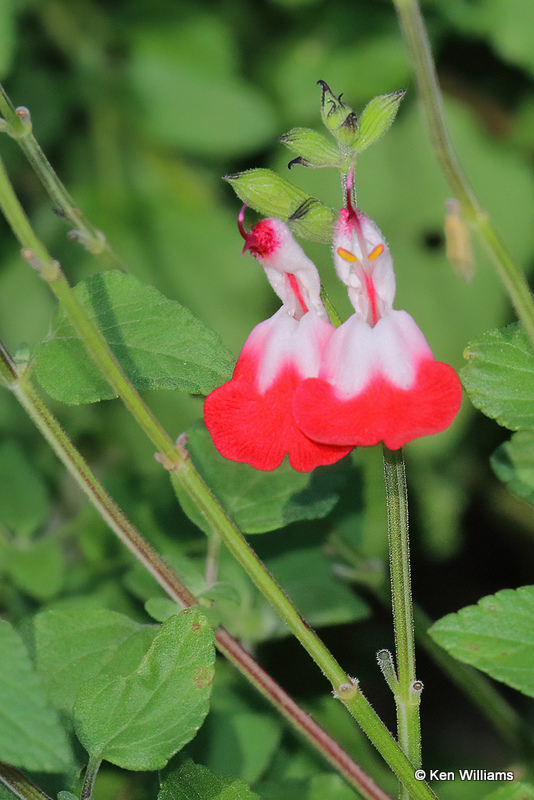 Hot Lips Salvia, Madera Canyon, AZ_28818a.jpg