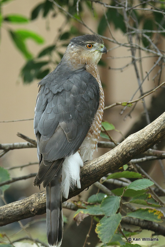 Cooper's Hawk, Rogers Co yard, OK, 11_19_2021_010477a.jpg