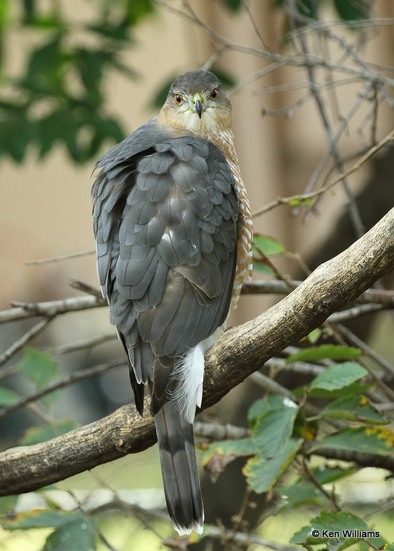 Cooper's Hawk, Rogers Co yard, OK, 11_19_2021_010487a.jpg