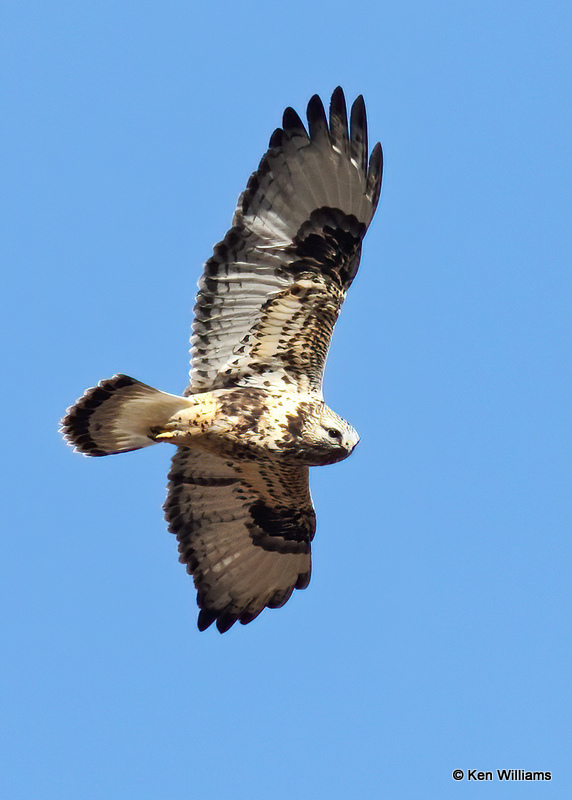 Rough-legged Hawk Light Morph, Osage Co, OK, 12_21_2021_Ra_011273.jpg