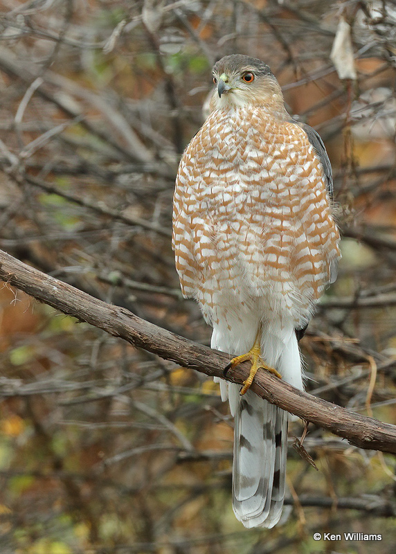 Coopers Hawk, Rogers Co. yard, OK, 12_10_2021_Ra_011110.jpg