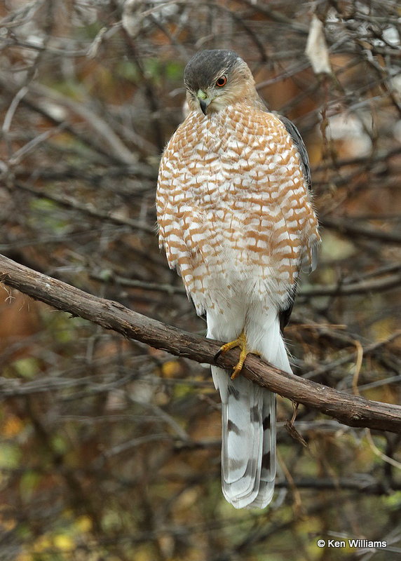 Cooper's Hawk, Rogers Co. yard, OK, 12_10_2021_Ra_011115.jpg