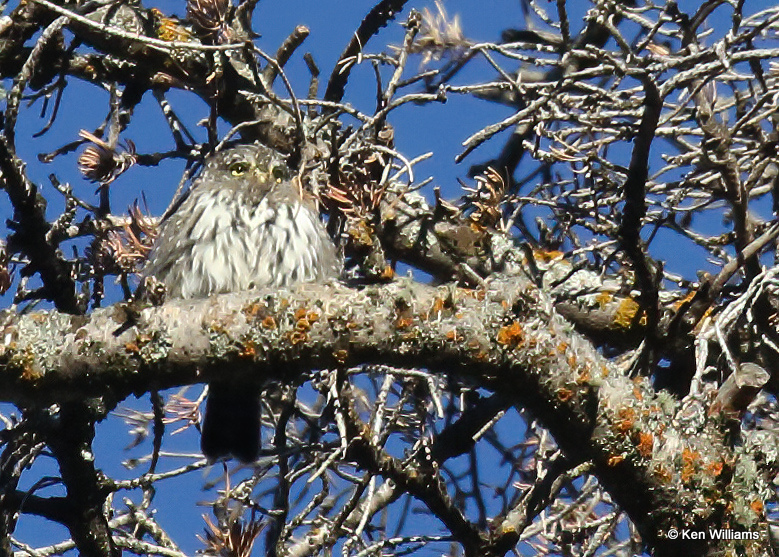 Northern Pygmy Owl, South Fork, CO, 9-3-07 Ras12 4415.jpg