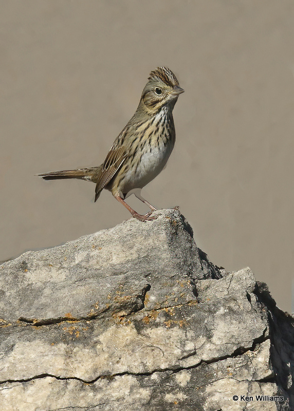 Lincoln's Sparrow, Cherokee Co, OK, 1_24_2022_Ra_013456.jpg
