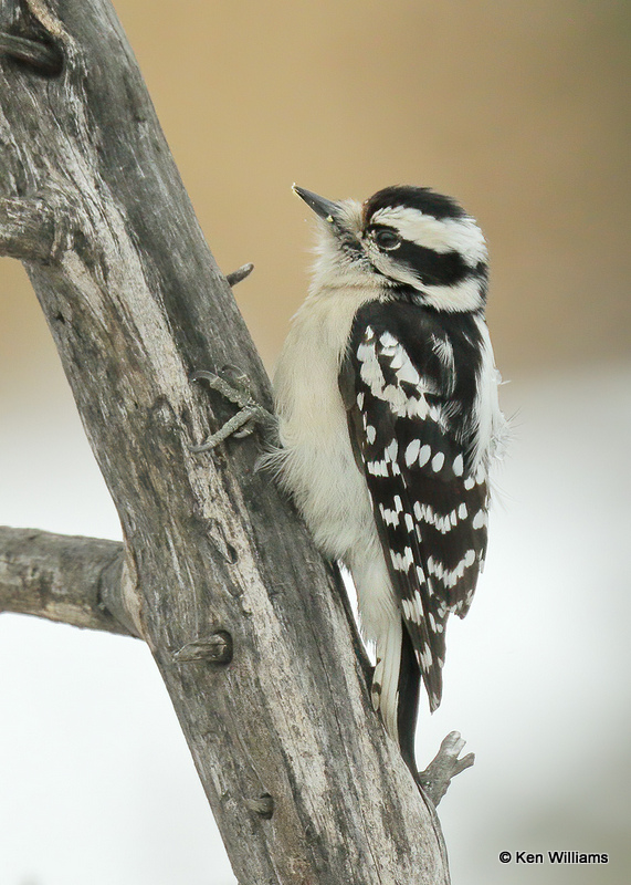Downy Woodpecker female, Rogers Co, OK, 2_03_2022_Ra_015048.jpg