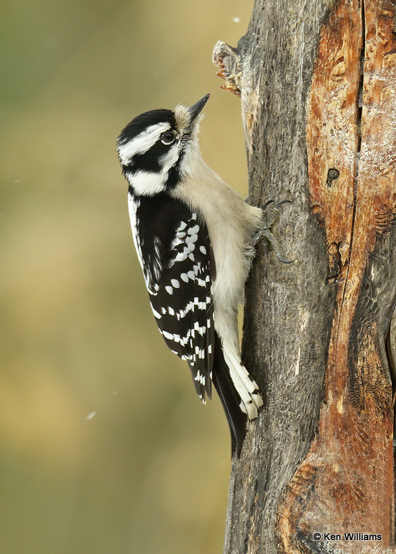 Downy Woodpecker female, Rogers Co, OK, 2_03_2022_Ra_015205.jpg