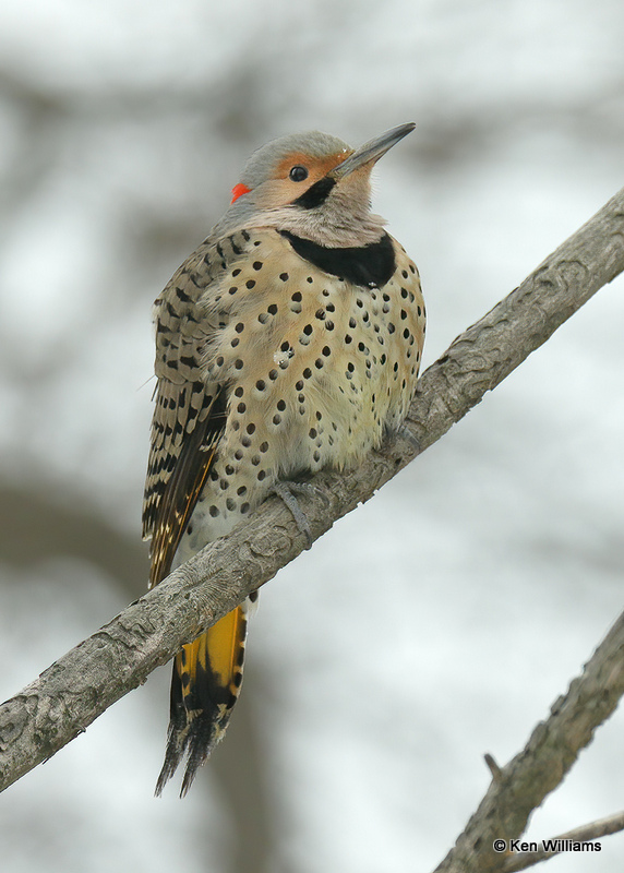 Northern Flicker yellow shafted, Rogers Co, OK, 2_03_2022_Ra_015108.jpg