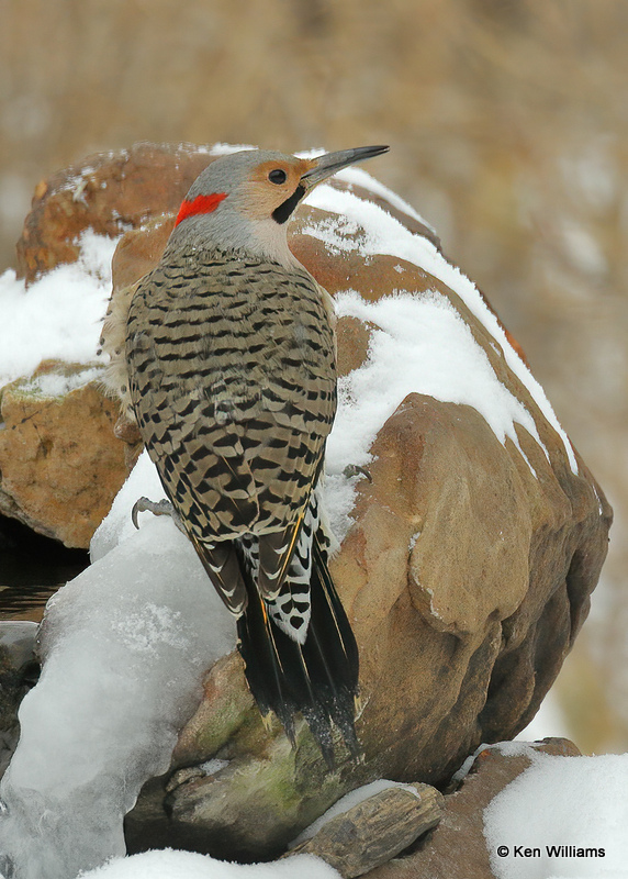 Northern Flicker yellow shafted, Rogers Co, OK, 2_03_2022_Ra_015114.jpg