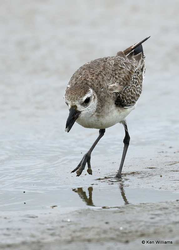 Black-bellied Plover, South Padre Island, TX, 03_17_2022a_002135.jpg