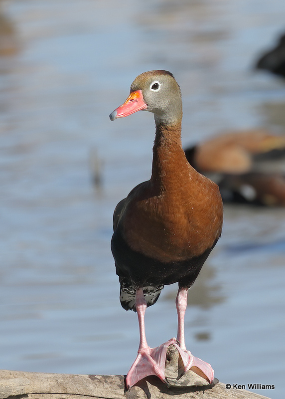 Black-bellied Whistling-Duck, Estero Llano Grande SP, TX, 03_15_2022a_000577.jpg