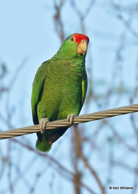 Red-crowned Parrot, Brownsville, TX, 03_16_2022a_001390.jpg