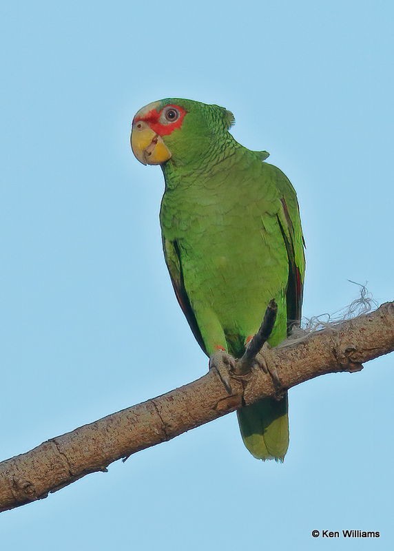 White-fronted Parrot, Brownsville, TX, 03_16_2022a_001414.jpg