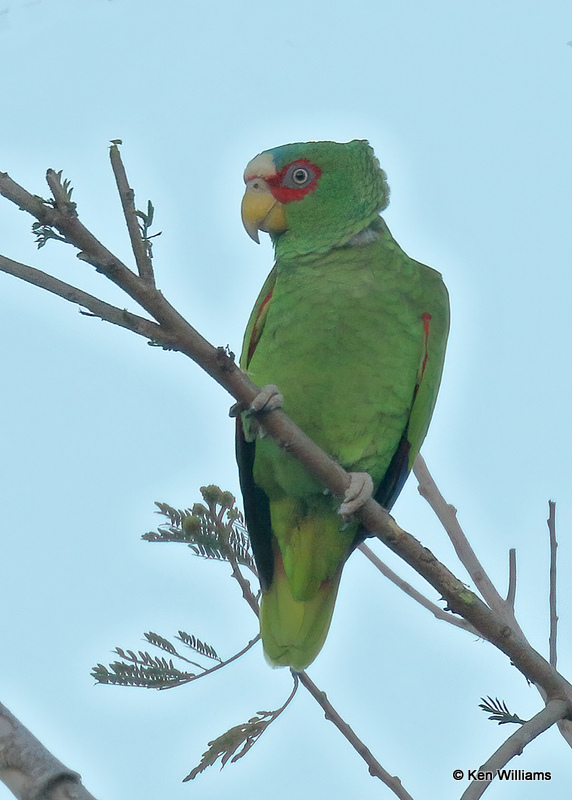 White-fronted Parrot, Brownsville, TX, 03_16_2022a_001425.jpg