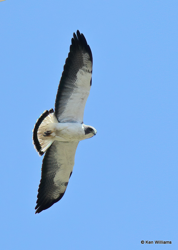 White-tailed Hawk, Boca Chica, TX, 03_16_2022a_001331.jpg