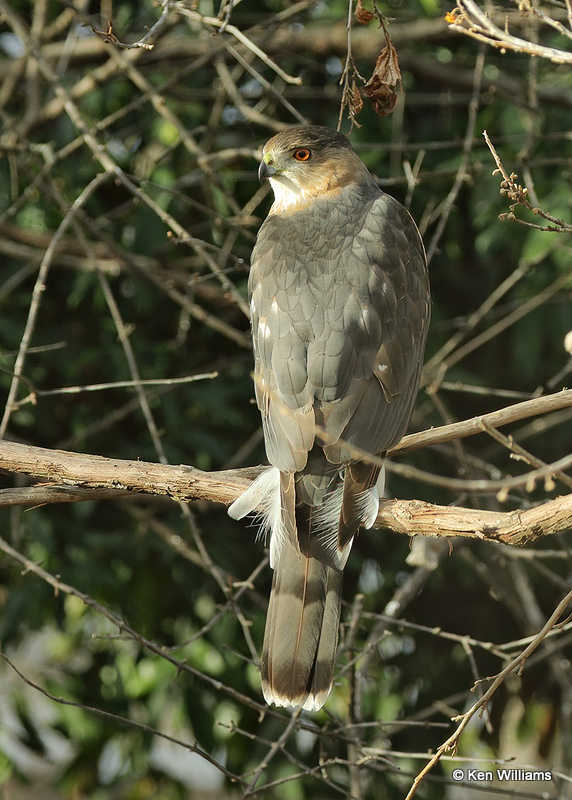 Cooper's Hawk, Rogers Co yard, OK, 02_12_2022_Ra_016194.jpg