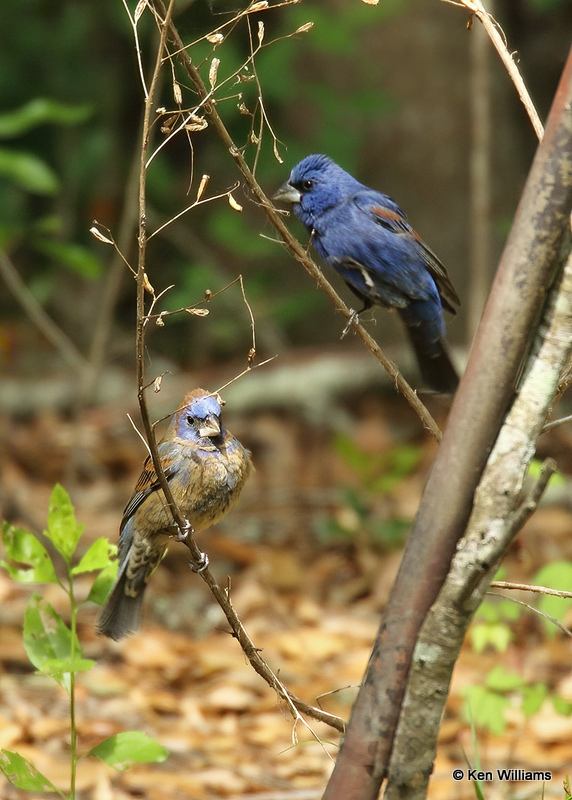 Blue Grosbeak males , Sabine Woods, TX, 04_26_2022a_006709.jpg