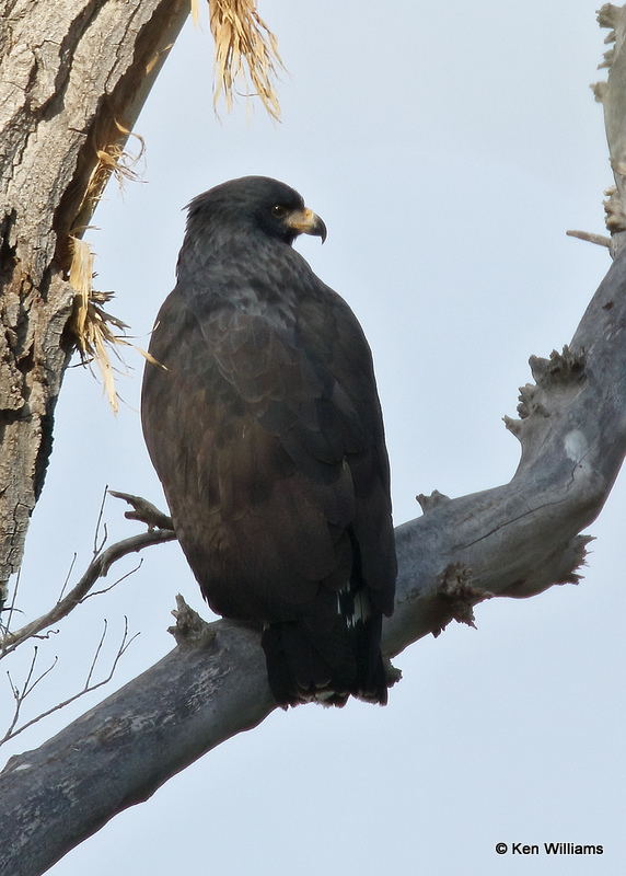 Common Black Hawk, Big Bend NP, TX, 04_20_2022a_004085.jpg