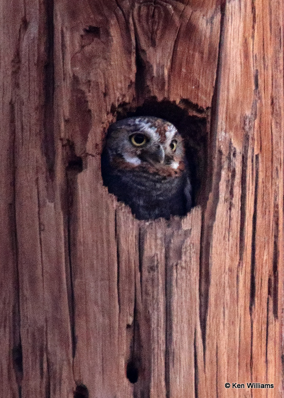 Elf Owl, Davis Mts State Park, TX, 04_16_2022a_003567.jpg