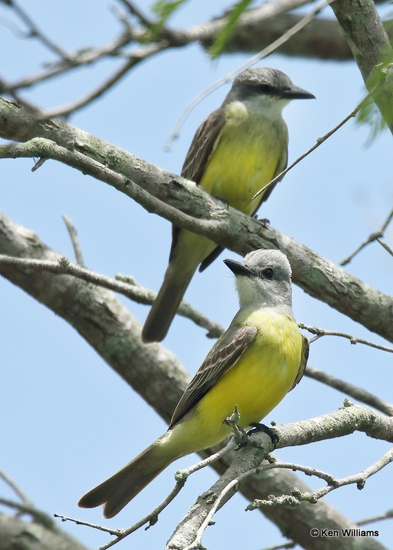 Tropical Kingbird, Laguna Atascosa NWR, TX, 04_24_2022a_005981.jpg