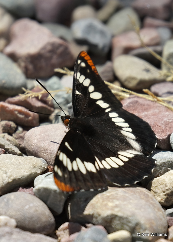 Lorquin's Admiral - Limenitis lorquini, Glacier Nat. Park, MT, 06_30_2022a_008068.jpg