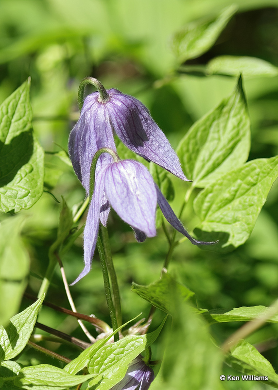 Mountain Clematis - Clematis occidentalis, Glacier Nat. Park, MT, 06_27_2022a_007190.jpg