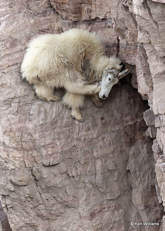 Mountain Goat, Salt Lick, Glacier Nat. Park, MT, 06_29_2022a_007698.jpg