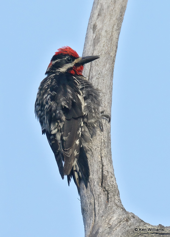 Red-napped Sapsucker, Glacier Nat. Park, MT, 06_30_2022a_007844.jpg