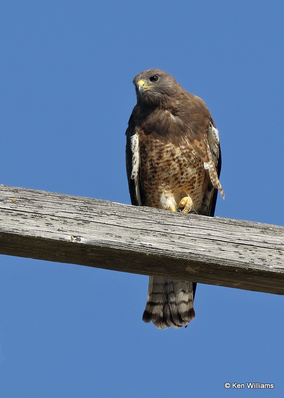 Swainson's Hawk, Twin Falls, ID, 07_05_2022a_008469.jpg
