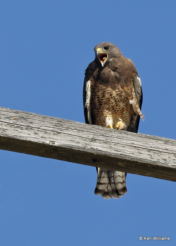 Swainson's Hawk, Twin Falls, ID, 07_05_2022a_008470.jpg