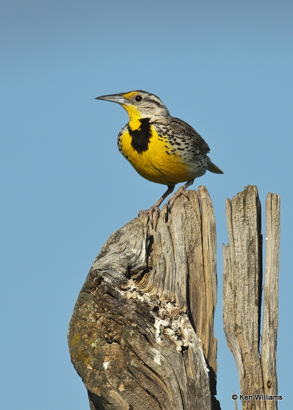 Western Meadowlark, Broadus, MT, 06_25_2022a_007059.jpg