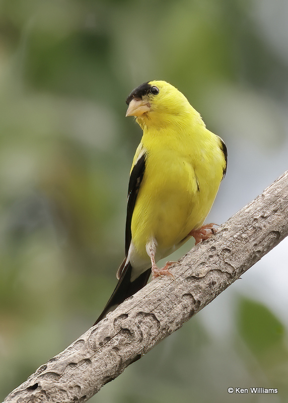 American Goldfinch male, Rogers Co yard, OK, 8-20-2022aa_0L0A2280.jpg