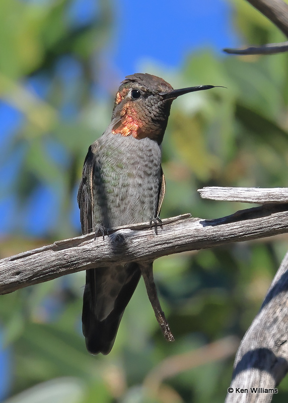 Anna's Hummingbird immature male, Sierra Vista, AZ, 9-17-2022a_0L0A3525.jpg