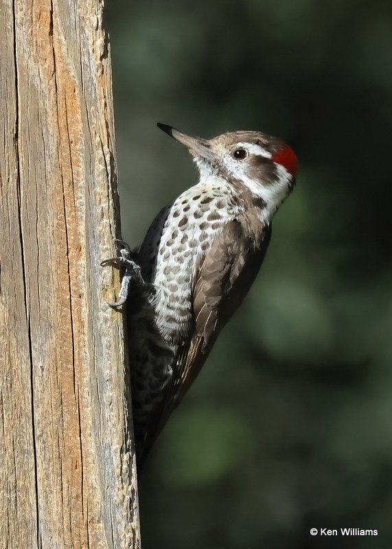 Arizona Woodpecker male, Madera Canyon, AZ, 9-20-2022a_0L0A5957 (2).jpg