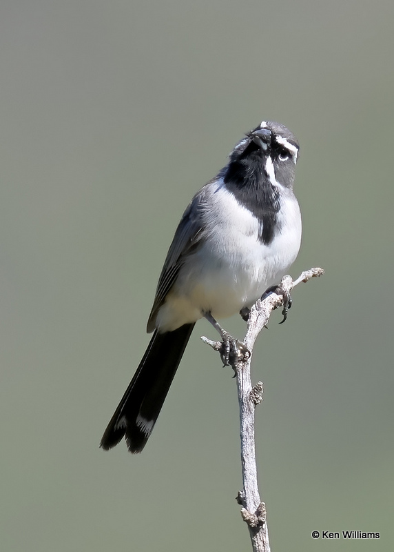 Black-throated Sparrow, Portal, AZ, 9-13-2022a_0L0A6047 (2).jpg