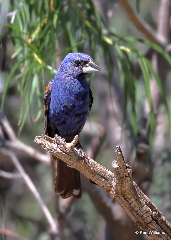 Blue Grosbeak male, Portal, AZ, 9-15-2022a_0L0A1229 (2).jpg