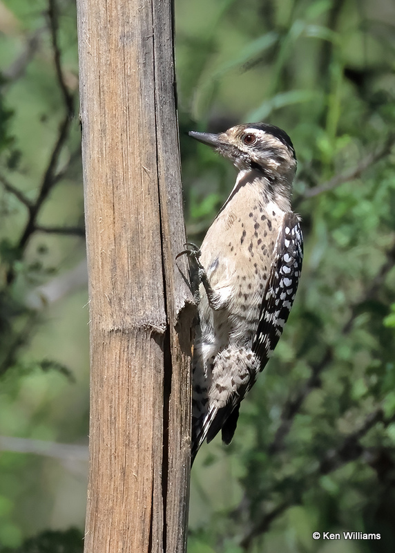 Ladder-backed Woodpecker female, Portal, AZ, 9-15-2022a_0L0A1104 (2).jpg