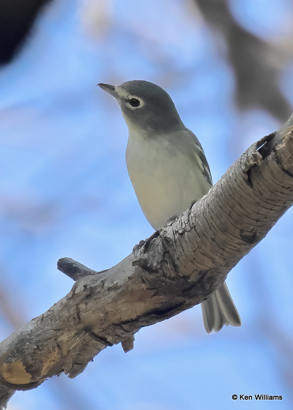 Plumbeous Vireo, Madera Canyon, AZ, 9-19-2022a_0L0A5516 (2).jpg