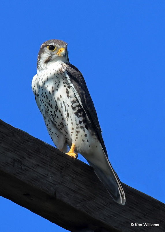 Prairie Falcon, Portal, AZ, 9-13-2022a_0L0A6010 (2).jpg