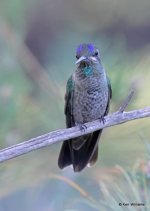 Rivoli's Hummingbird immature male, Pardise, AZ, 9-14-2022a_0L0A9939 (2).jpg