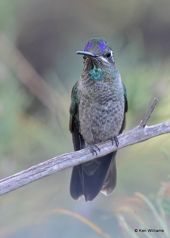 Rivoli's Hummingbird immature male, Pardise, AZ, 9-14-2022a_0L0A9994 (2).jpg