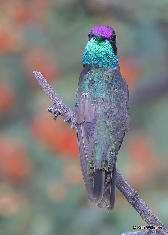 Rivoli's Hummingbird male, Madera Canyon, AZ, 9-20-2022a_0L0A7111 (2).jpg