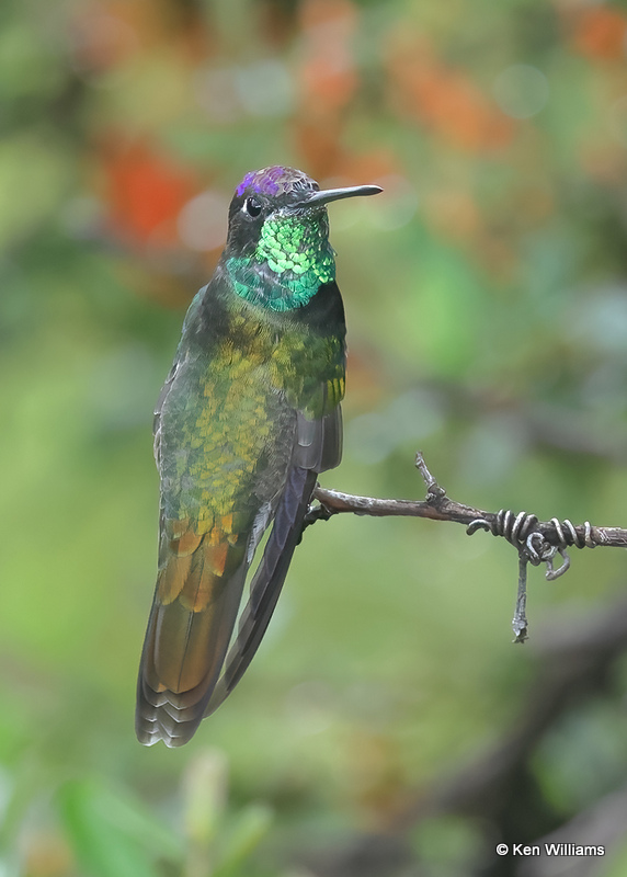Rivoli's Hummingbird male, Madera Canyon, AZ, 9-21-2022a_0L0A8958 (2).jpg