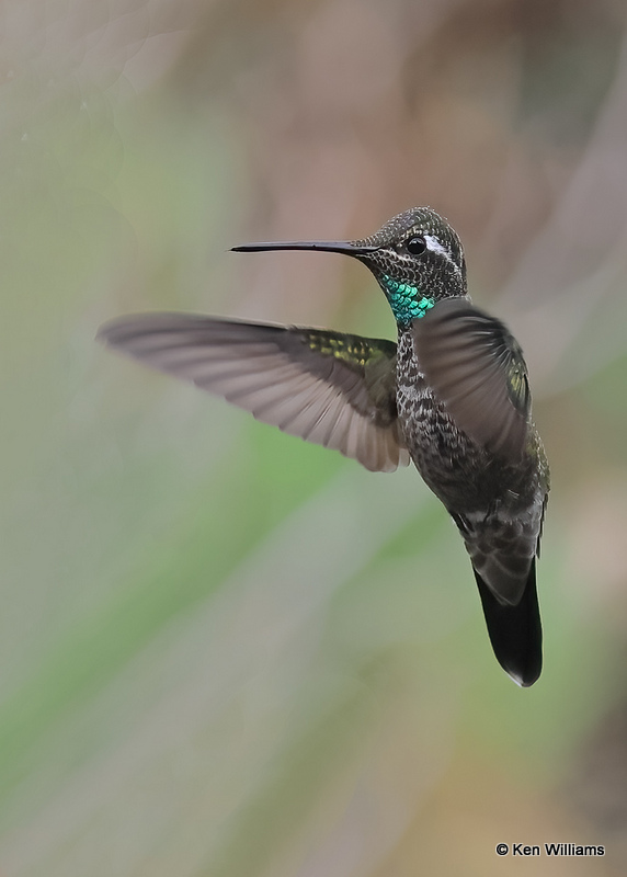 Rivoli's Hummingbird male, Portal, AZ, 9-13-2022a_0L0A6789 (2).jpg