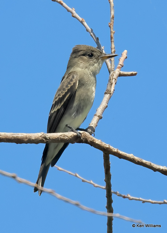 Western Wood Pewee, Bosque del Apache NWR, NM, 9-12-2022a_0L0A5936 (2).jpg