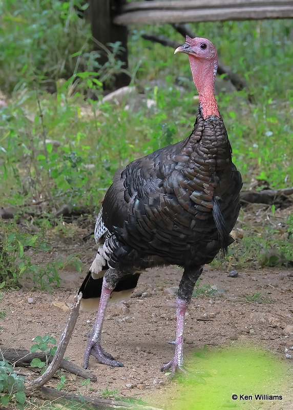Wild Turkey tom - Goulds subspecies, Madera Canyon, AZ, 9-20-2022a_0L0A6424 (2).jpg