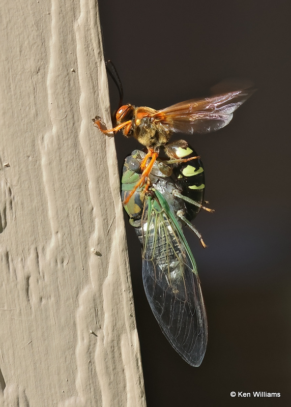 Eastern Cicada Killer, Rogers Co yard, OK, 9-4-2022a_16.jpg