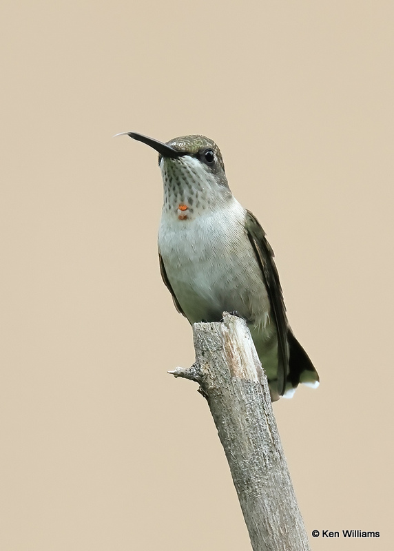 Ruby-throated Hummingbird - immature male, Rogers Co yard, OK, 9-7-2022a_0L0A3161.jpg