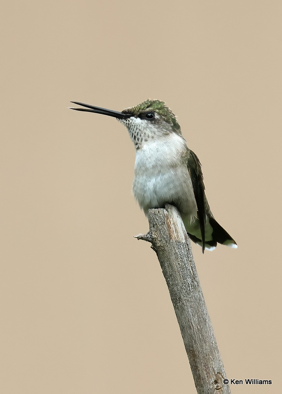 Ruby-throated Hummingbird - immature male, Rogers Co yard, OK, 9-7-2022a_0L0A3177.jpg