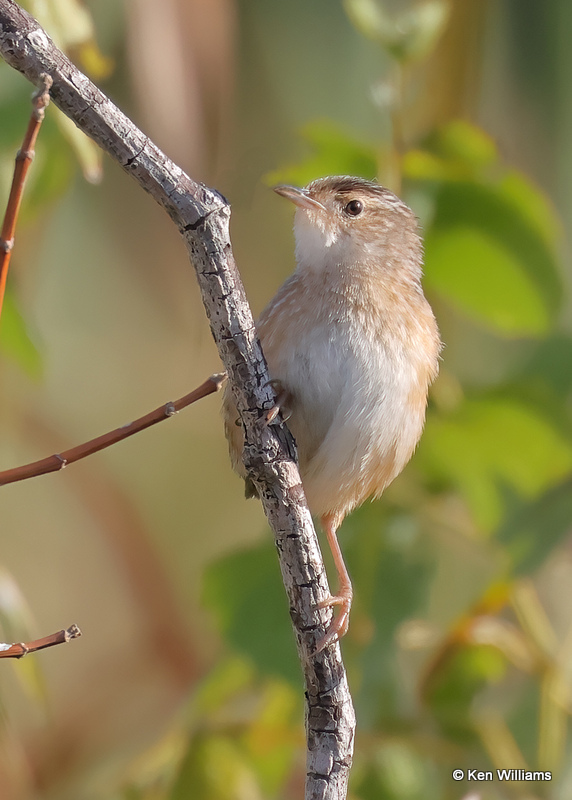 Sedge Wren, Tulsa Co, OK, 10-4-2022a_9850.jpg